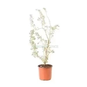 Atriplex Halimus — plante et accessoire de jardin à Marrakech