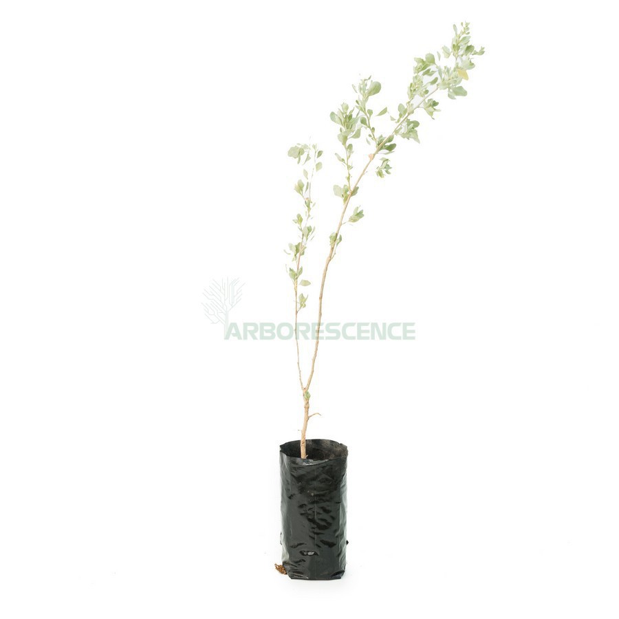 Atriplex Semibaccata — plante et accessoire de jardin à Marrakech