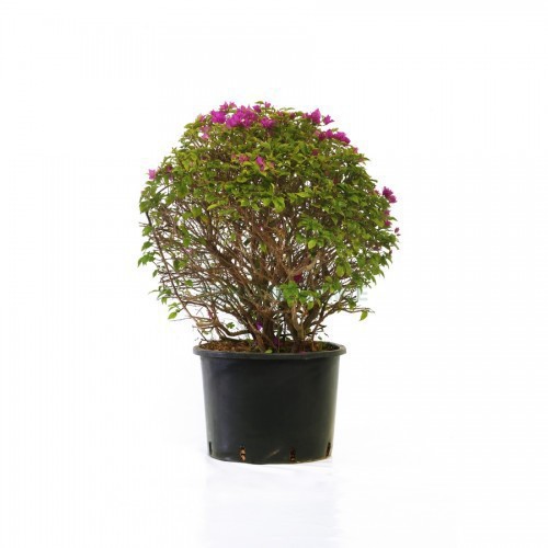 Bougainvillea Glabra Sanderiana (Boule) — plante et accessoire de jardin à Marrakech