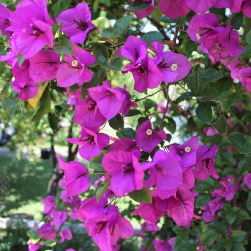 Bougainvillea Glabra Sanderiana (Boule) Sur Tige — plante et accessoire de jardin à Marrakech