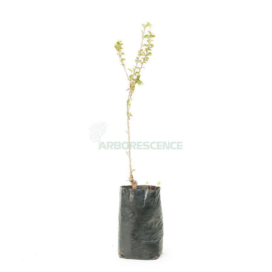 Bougainvillea Jennah — plante et accessoire de jardin à Marrakech