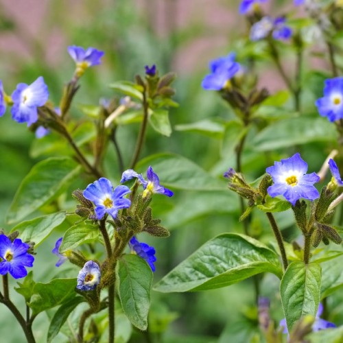 Browallia (Violette Bleue) — plante et accessoire de jardin à Marrakech