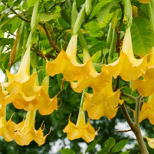 Brugmansia Candida (Datura) — plante et accessoire de jardin à Marrakech