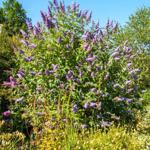 Buddleja Davidii — plante et accessoire de jardin à Marrakech
