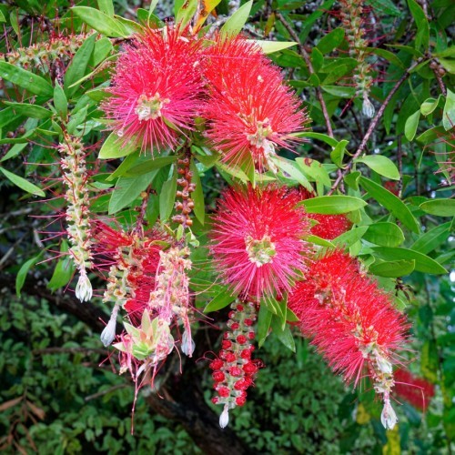 Callistemon Laevis (Boule) Sur Tige (Rince Bouteilles) — plante et accessoire de jardin à Marrakech