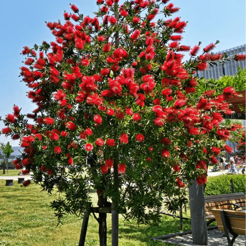 Callistemon Leavis (Rince Bouteilles) — plante et accessoire de jardin à Marrakech