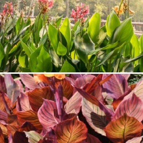 Canna Edulis — plante et accessoire de jardin à Marrakech