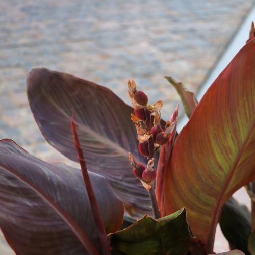 Canna Indica — plante et accessoire de jardin à Marrakech