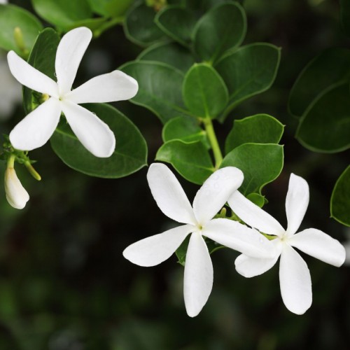 Carissa Grandiflora (Boule) — plante et accessoire de jardin à Marrakech