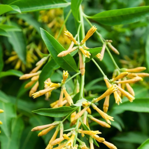 Cestrum Nocturnum (Galant De Nuit) — plante et accessoire de jardin à Marrakech