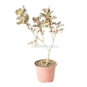 Coprosma Repens — plante et accessoire de jardin à Marrakech