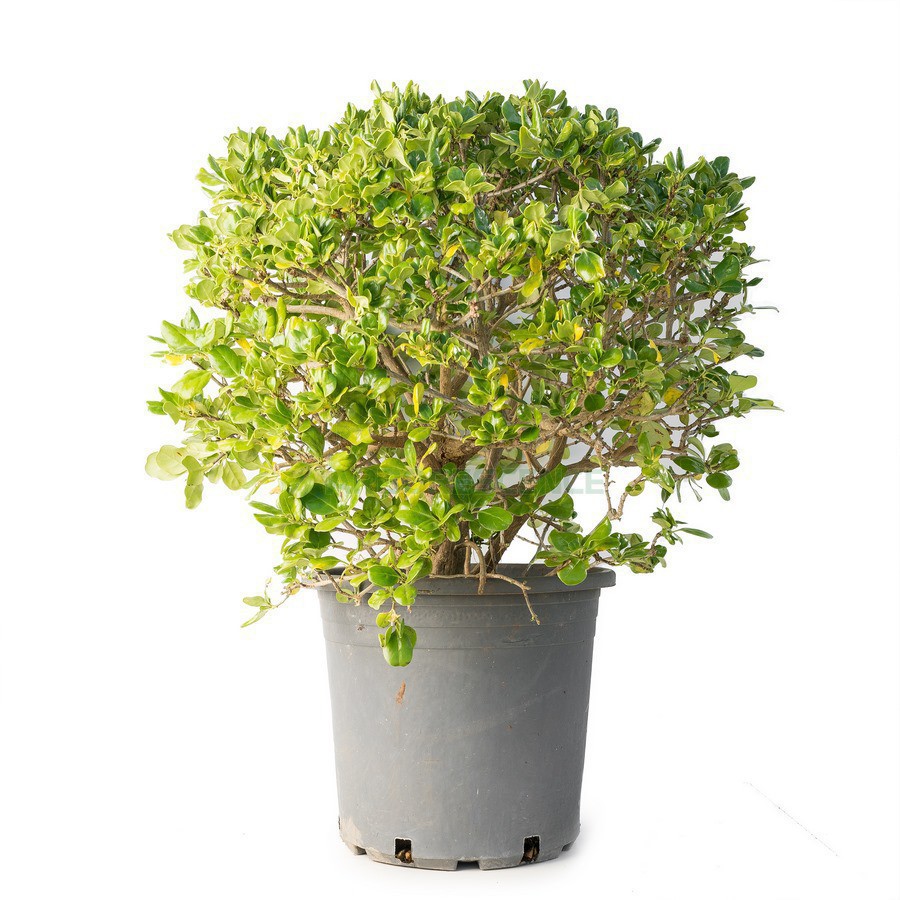 Coprosma Repens (Boule) — plante et accessoire de jardin à Marrakech