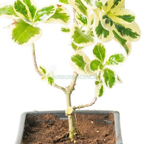 Coprosma Variegata — plante et accessoire de jardin à Marrakech