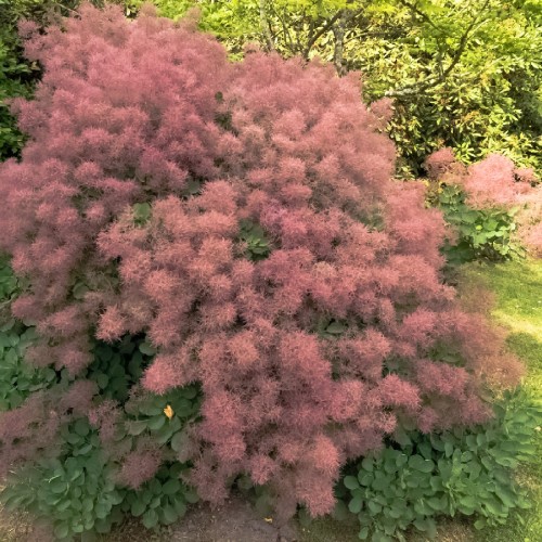 Cotinus Coggygria — plante et accessoire de jardin à Marrakech