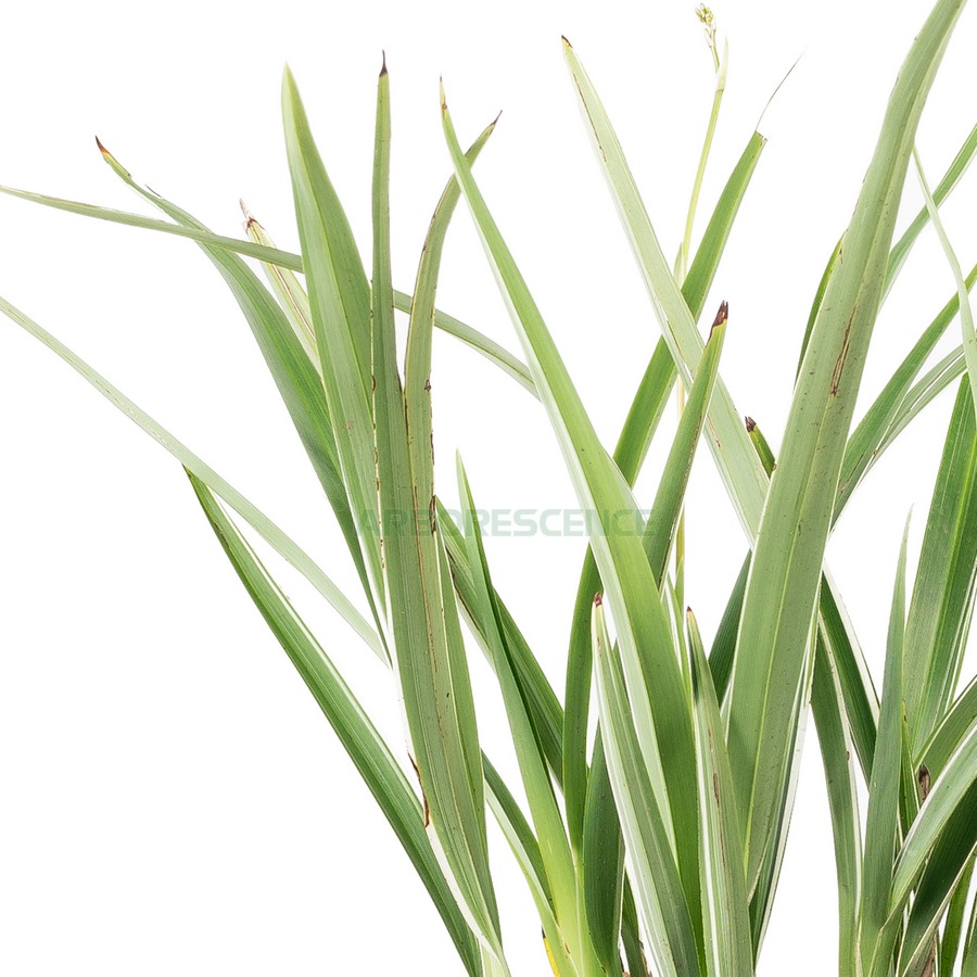 Dianella Tasmanica — plante et accessoire de jardin à Marrakech