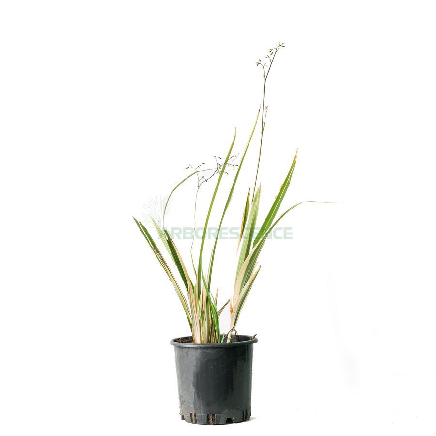 Dianella Tasmanica Variegata — plante et accessoire de jardin à Marrakech
