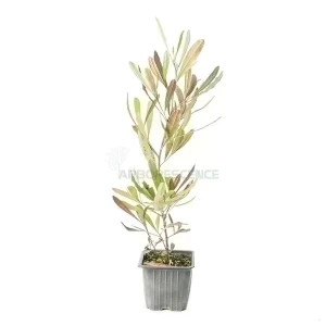 Dodonaea Viscosa Purpurea — plante et accessoire de jardin à Marrakech