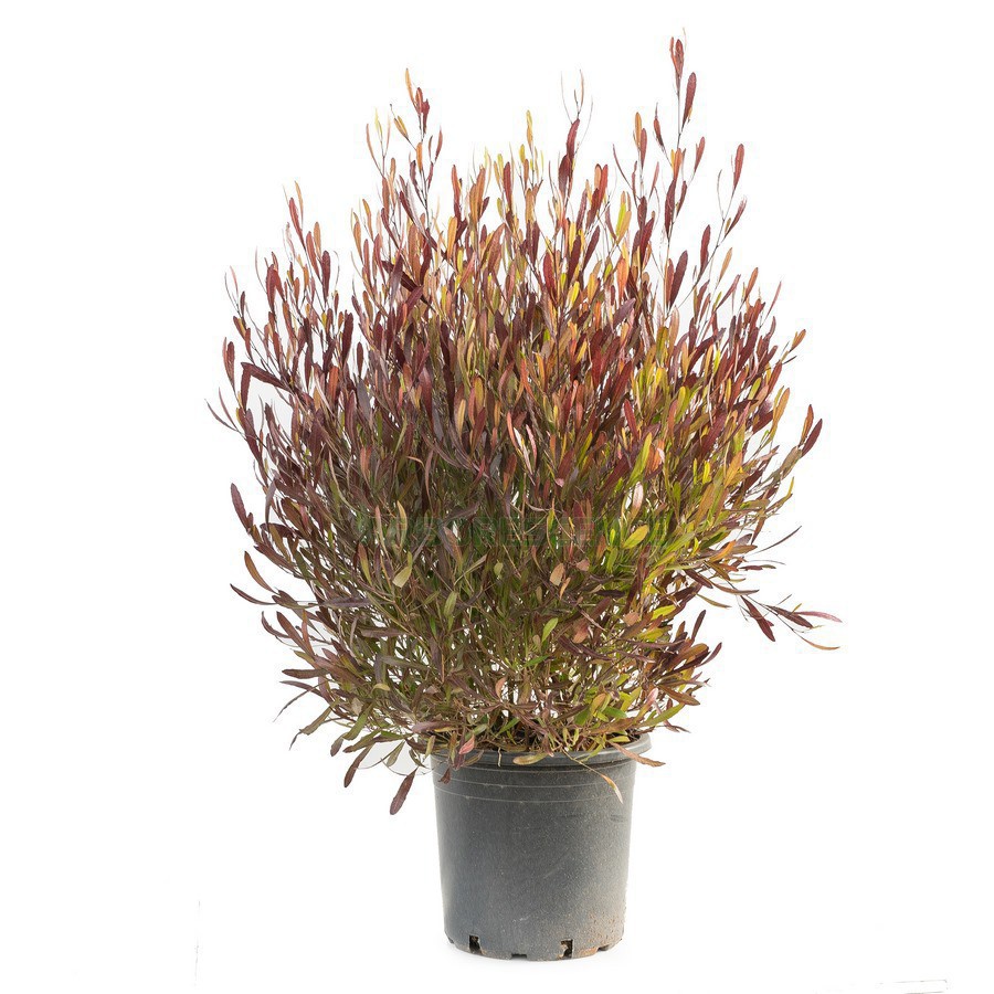 Dodonaea Viscosa Purpurea (Boule) — plante et accessoire de jardin à Marrakech