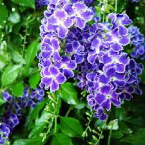 Duranta Erecta — plante et accessoire de jardin à Marrakech