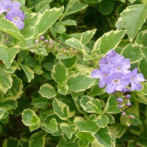 Duranta Variegata — plante et accessoire de jardin à Marrakech