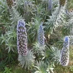 Echium Fastuosum — plante et accessoire de jardin à Marrakech