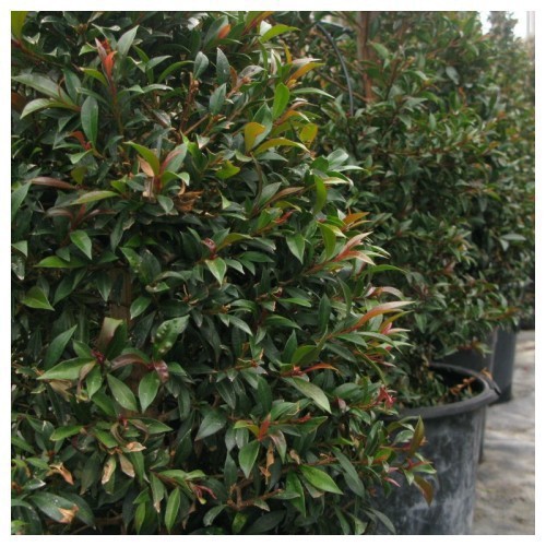 Eugenia Myrtifolia — plante et accessoire de jardin à Marrakech