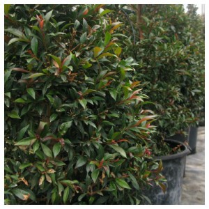 Eugenia Myrtifolia (Boule) — plante et accessoire de jardin à Marrakech