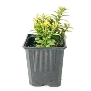 Euonymus Japonicus (Fusain Vert) — plante et accessoire de jardin à Marrakech