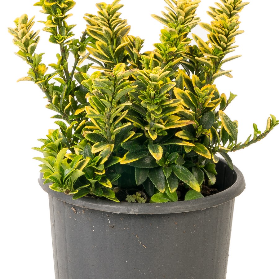 Euonymus Japonicus Variegatus — plante et accessoire de jardin à Marrakech