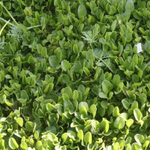 Falkia Repens — plante et accessoire de jardin à Marrakech