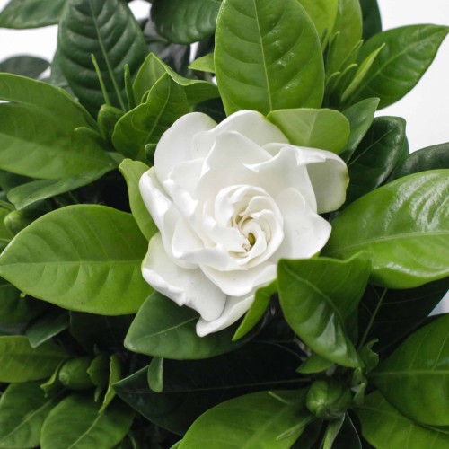 Gardenia — plante et accessoire de jardin à Marrakech