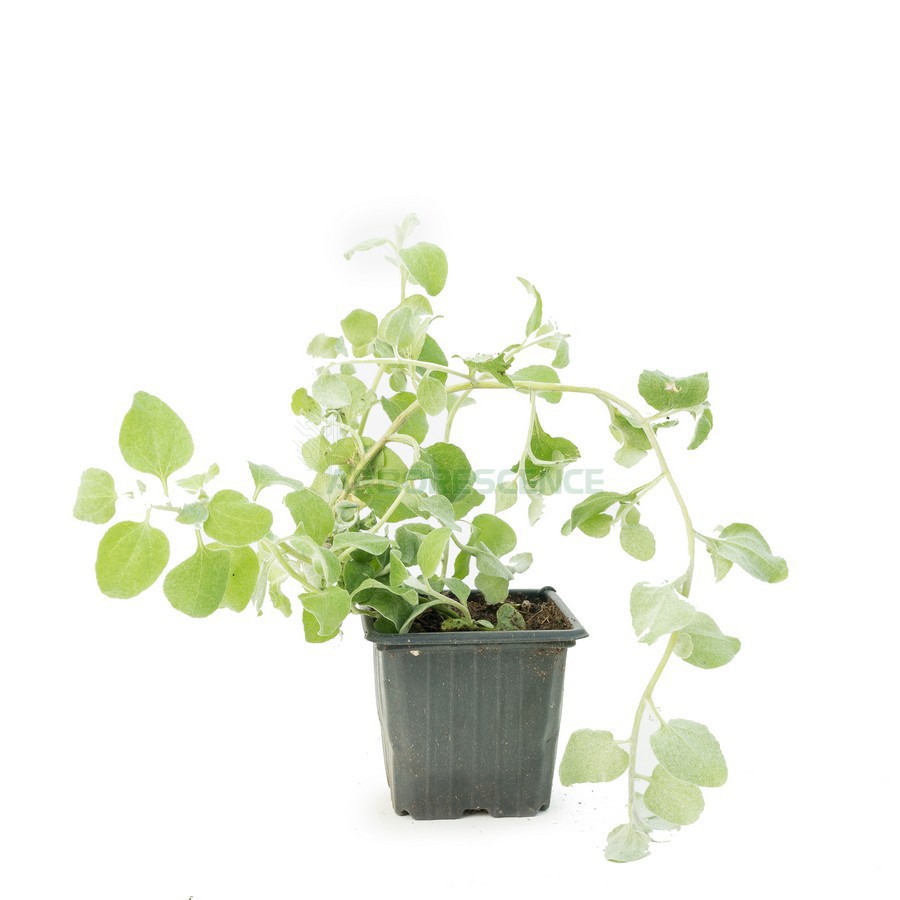 Gnaphalium — plante et accessoire de jardin à Marrakech