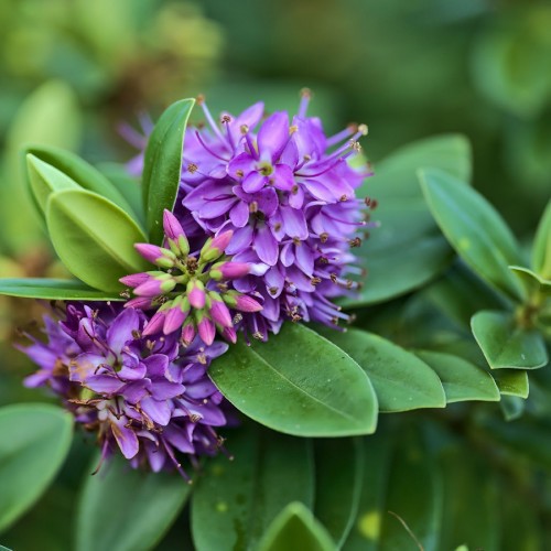 Hebe Veronica (Veronique) — plante et accessoire de jardin à Marrakech