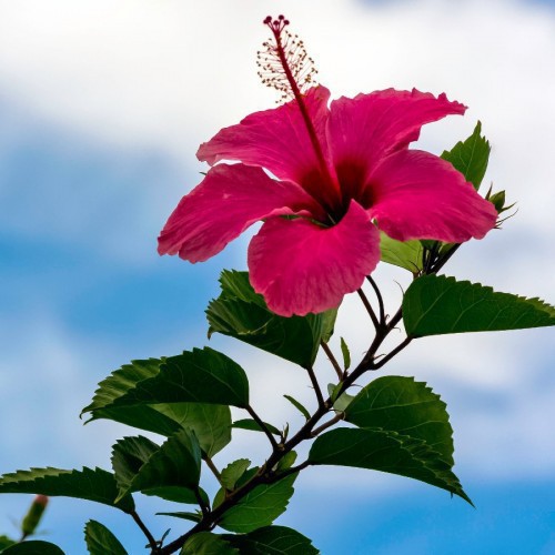 Hibiscus Rosa-Sinensis Fleur Simple — plante et accessoire de jardin à Marrakech