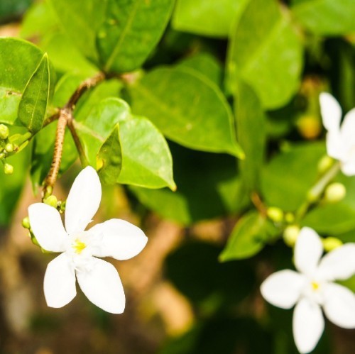 Jasminum Sambac (Jasmin D Arabie) — plante et accessoire de jardin à Marrakech