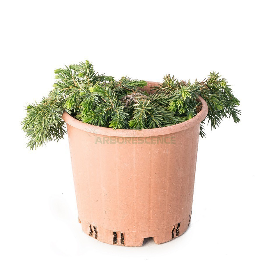 Juniperus (Genevrier) — plante et accessoire de jardin à Marrakech
