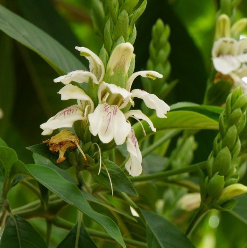 Justicia Adhatoda — plante et accessoire de jardin à Marrakech
