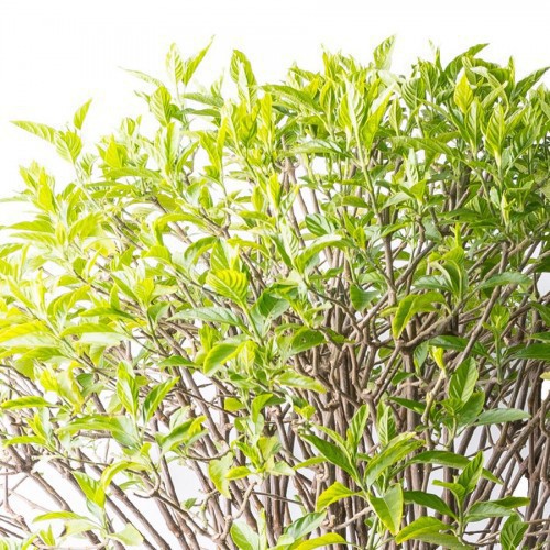 Justicia Pauciflora — plante et accessoire de jardin à Marrakech