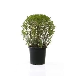 Justicia Pauciflora (Boule) — plante et accessoire de jardin à Marrakech