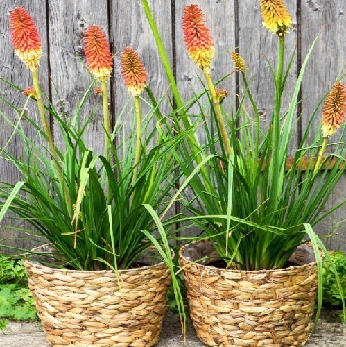 Kniphofia Uvaria — plante et accessoire de jardin à Marrakech