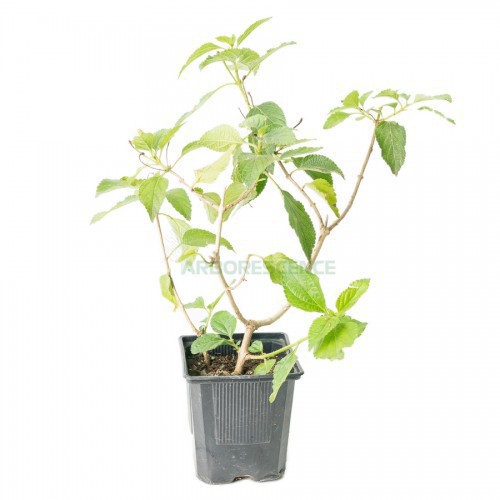 Lantana Camara — plante et accessoire de jardin à Marrakech