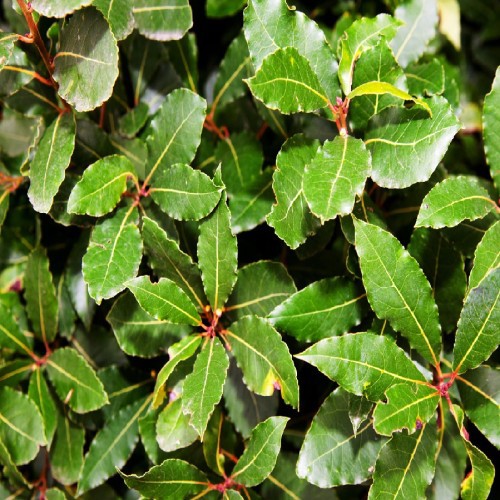 Laurus Nobilis (Laurier Sauce) — plante et accessoire de jardin à Marrakech