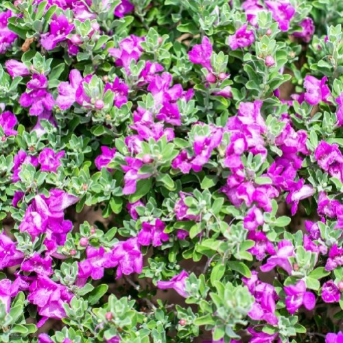Leucophyllum Frutescens (Sauge Du Desert) — plante et accessoire de jardin à Marrakech