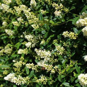 Ligustrum Texanum — plante et accessoire de jardin à Marrakech