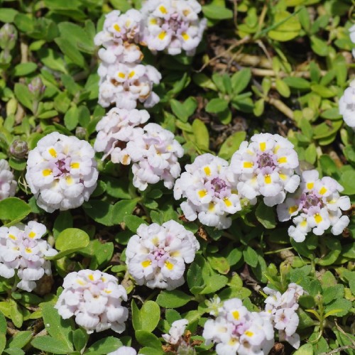 Lippia Nodiflora — plante et accessoire de jardin à Marrakech