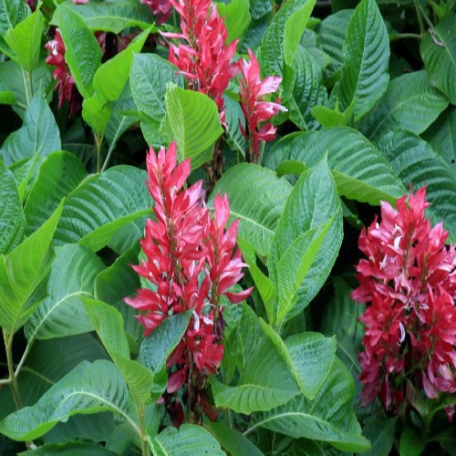 Megaskepasma Erythrochlamys — plante et accessoire de jardin à Marrakech