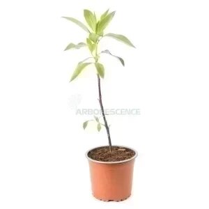 Myoporum Laetum — plante et accessoire de jardin à Marrakech