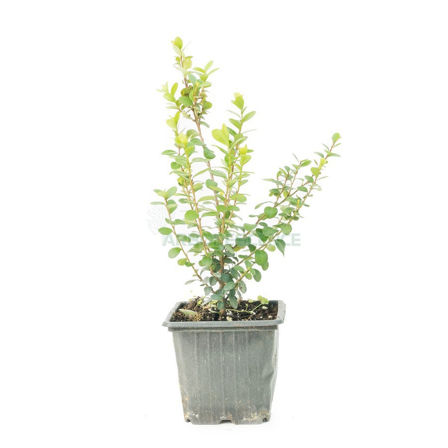 Myrsine Africana — plante et accessoire de jardin à Marrakech