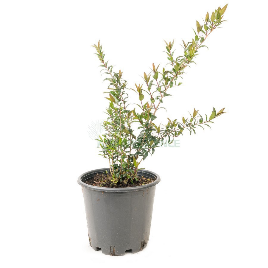 Myrtus Communis — plante et accessoire de jardin à Marrakech
