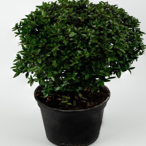 Myrtus Communis Touffe — plante et accessoire de jardin à Marrakech